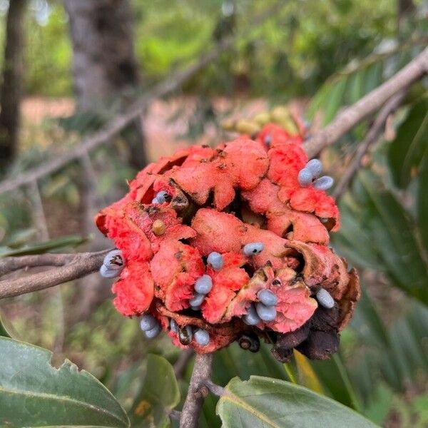 Xylopia aromatica Плод