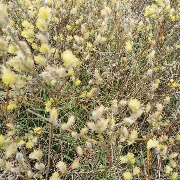 Salix repens Hostoa