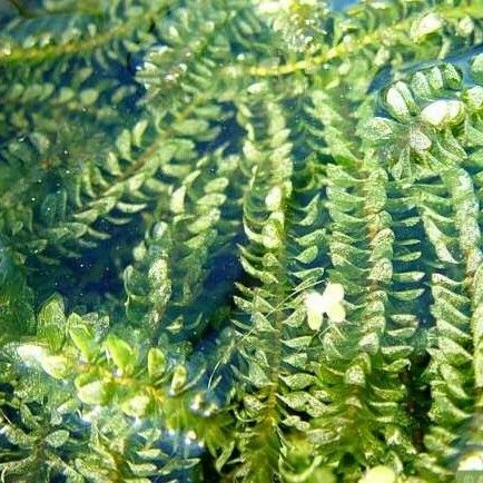 Elodea canadensis Blatt