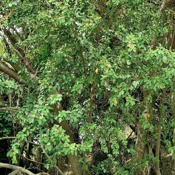 Cotoneaster pannosus Habit