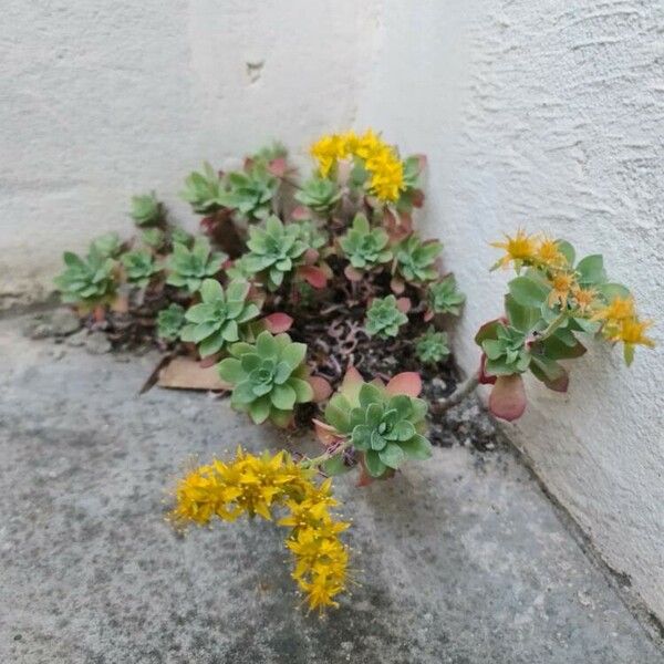 Sedum palmeri Flower