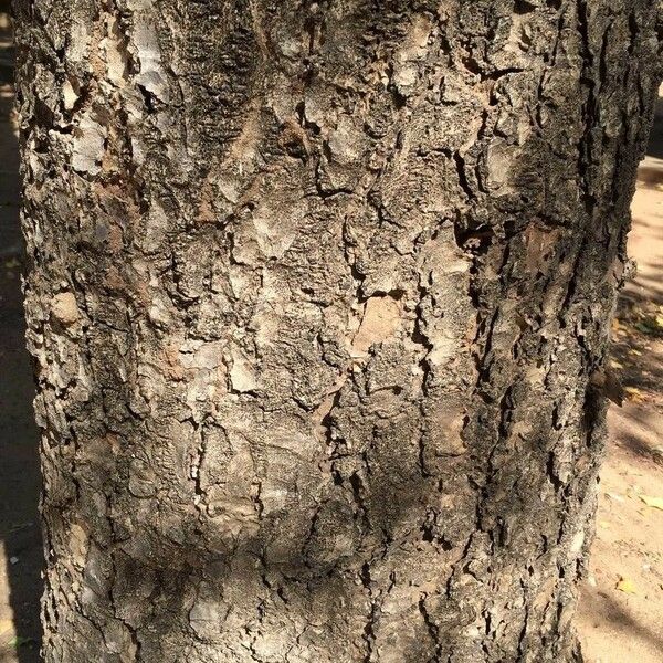 Breonadia salicina 樹皮