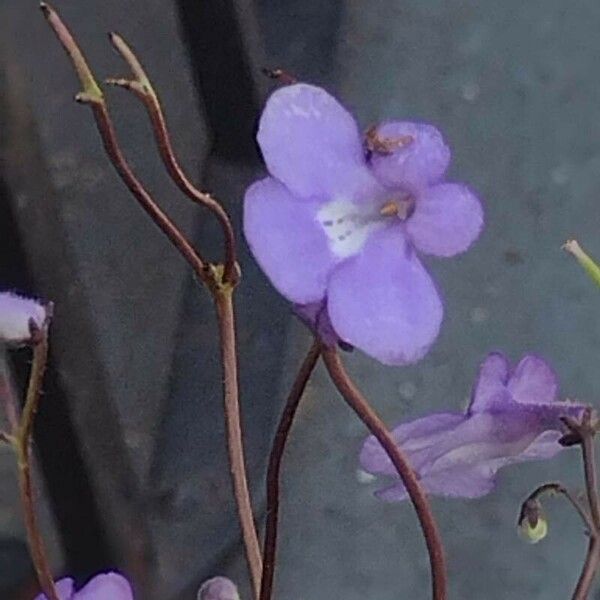 Streptocarpus saxorum Flower