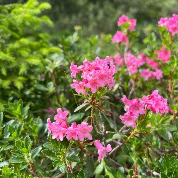 Rhododendron hirsutum Květ