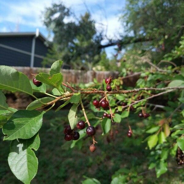 Prunus virginiana Gyümölcs