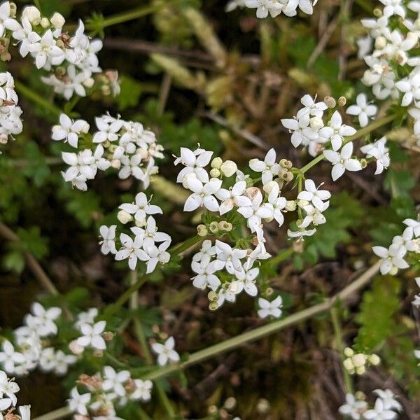 Galium saxatile Blodyn