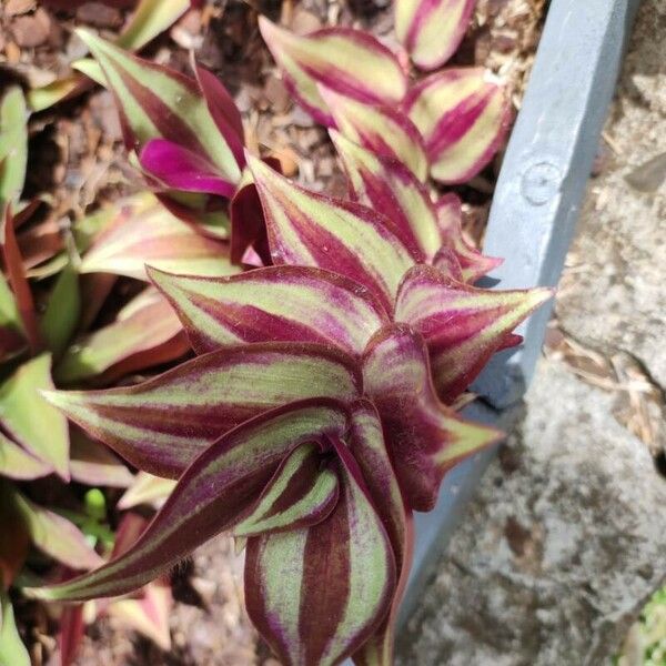 Tradescantia zebrina Blatt