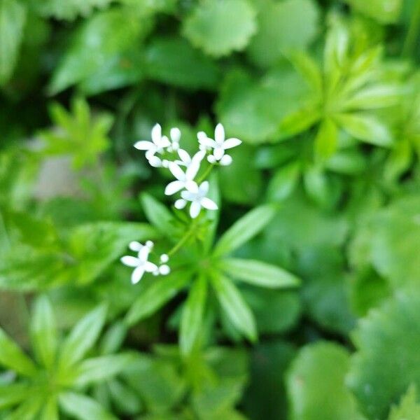 Galium odoratum Blüte