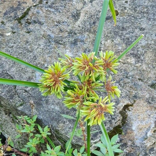 Cyperus eragrostis Flor