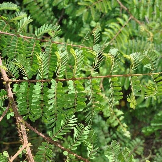 Caesalpinia decapetala ᱥᱟᱠᱟᱢ