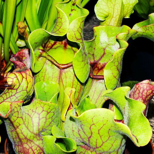 Sarracenia purpurea Leaf