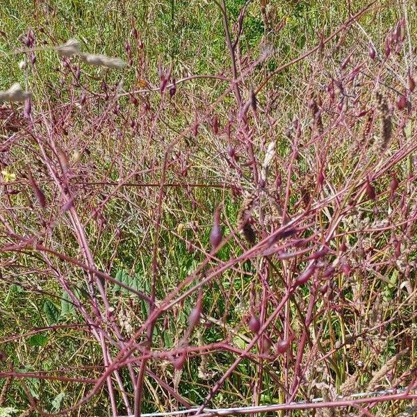 Dysphania atriplicifolia Cvet