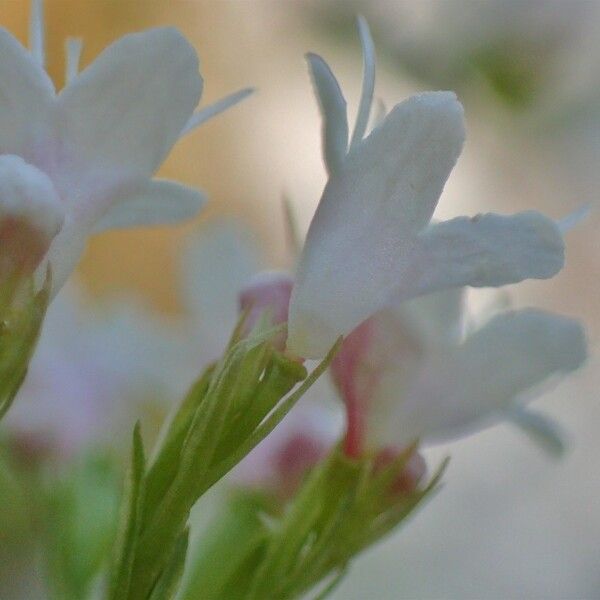 Valeriana tripteris Fleur