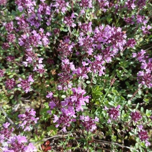 Thymus serpyllum Kwiat