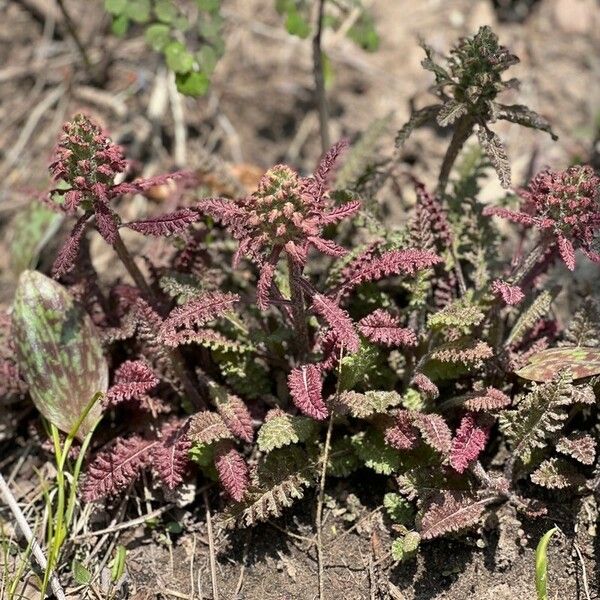 Pedicularis canadensis Flor