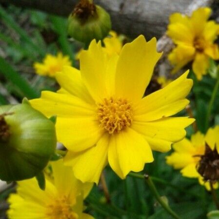 Coreopsis pubescens Blomst