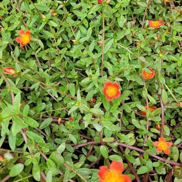 Portulaca umbraticola Flor