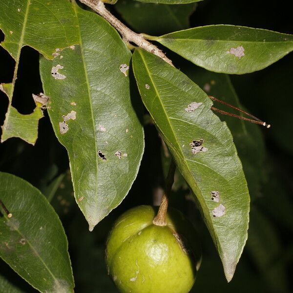 Amanoa guianensis Fruit