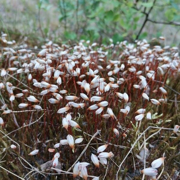 Cassiope hypnoides Kwiat