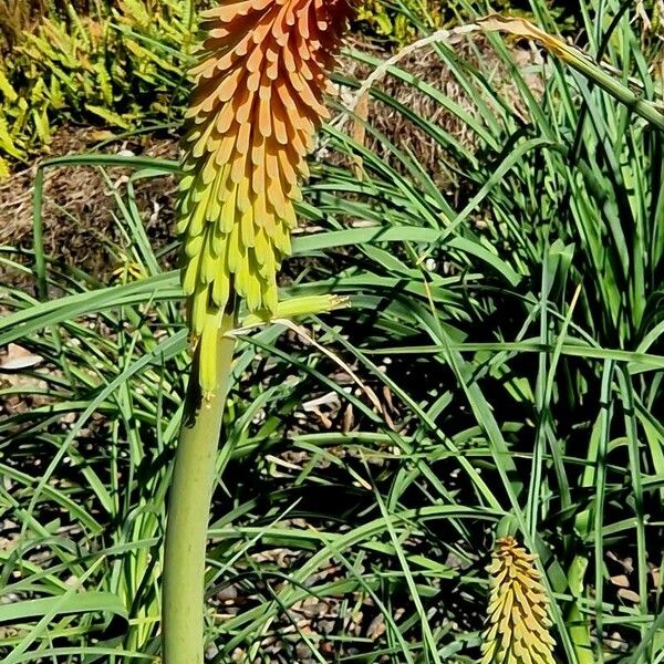 Kniphofia uvaria Virág