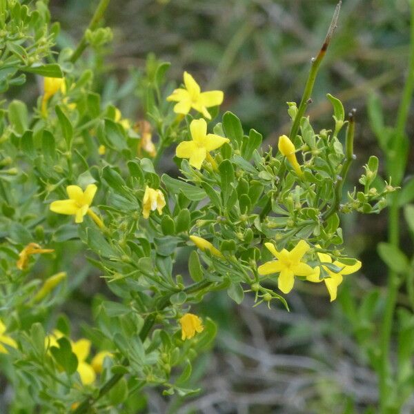 Jasminum fruticans Ostatní