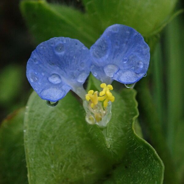 Commelina maculata Flor