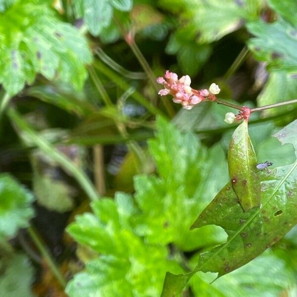 Persicaria minor Owoc