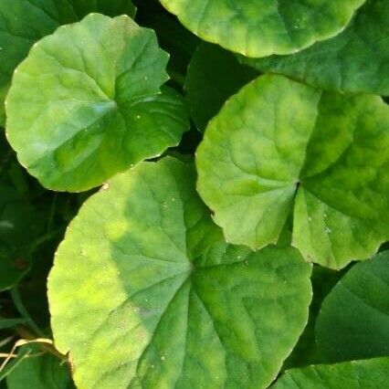 Centella asiatica Φύλλο