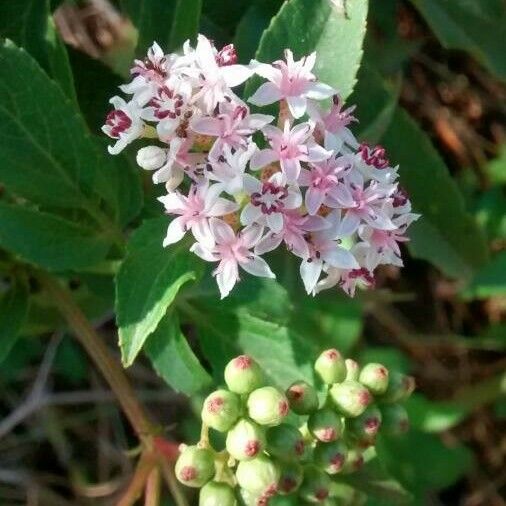 Sambucus ebulus Flower