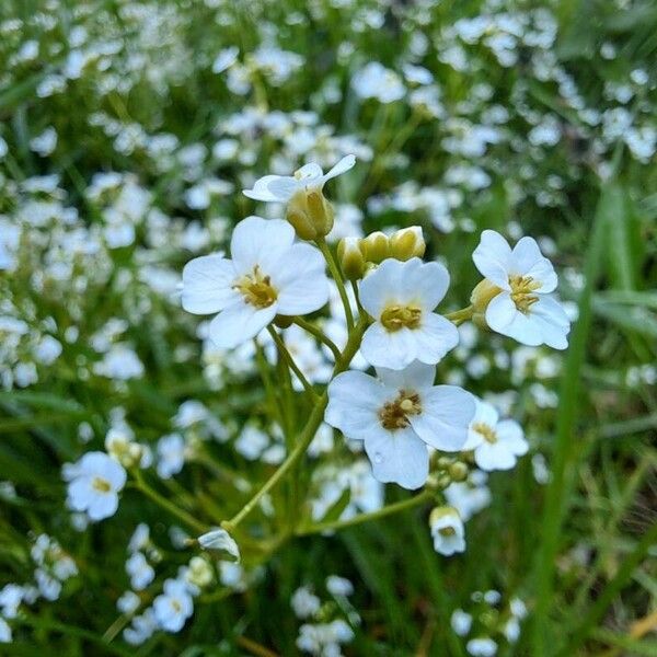 Arabidopsis halleri Flower