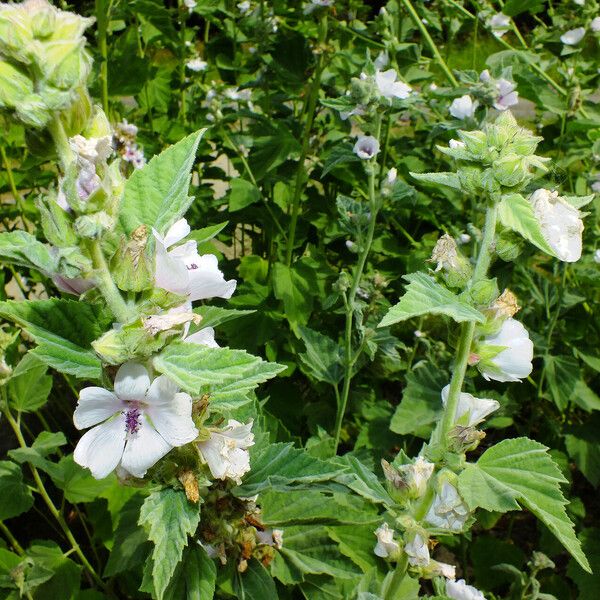 Althaea officinalis Lapas