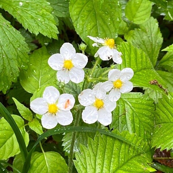 Fragaria moschata Λουλούδι