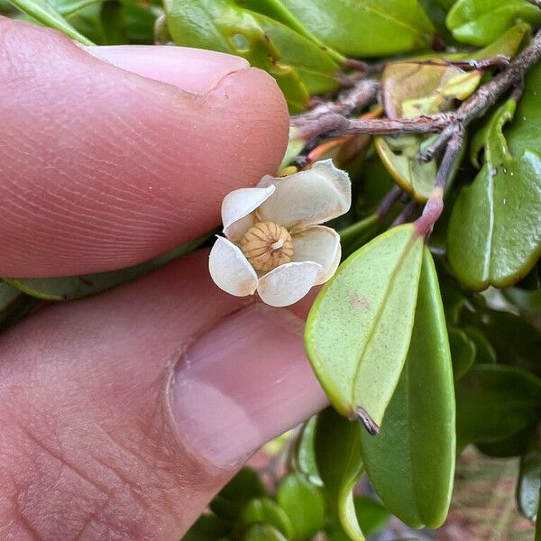 Uromyrtus emarginata Flor