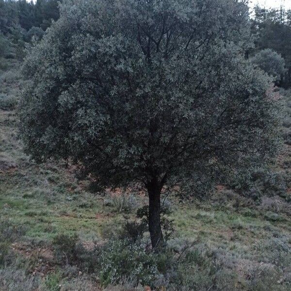 Quercus ilex Leaf