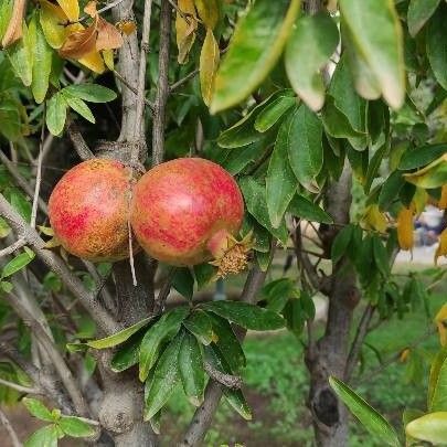 Punica granatum Fruit