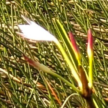 Crinum americanum Kvet