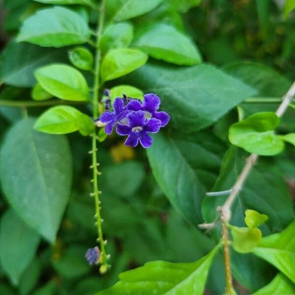 Duranta erecta Blomst