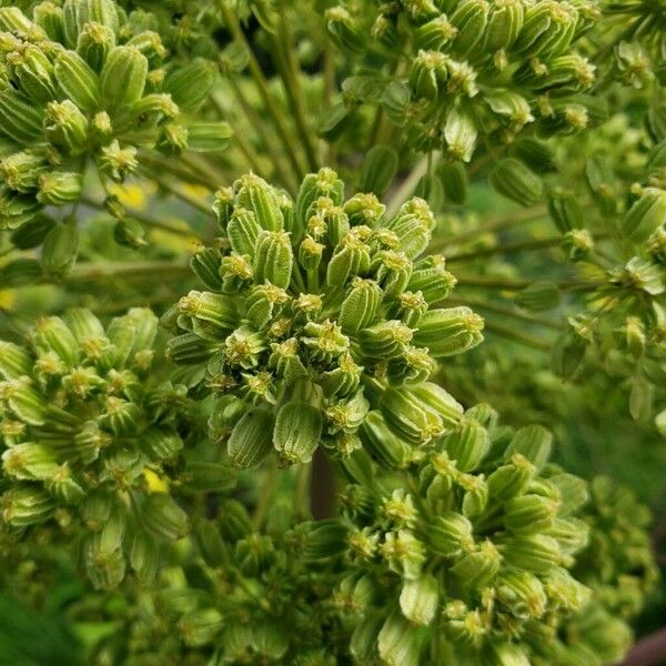 Angelica archangelica Ffrwyth