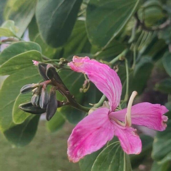 Bauhinia purpurea Kwiat