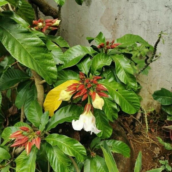 Beaumontia grandiflora Kwiat