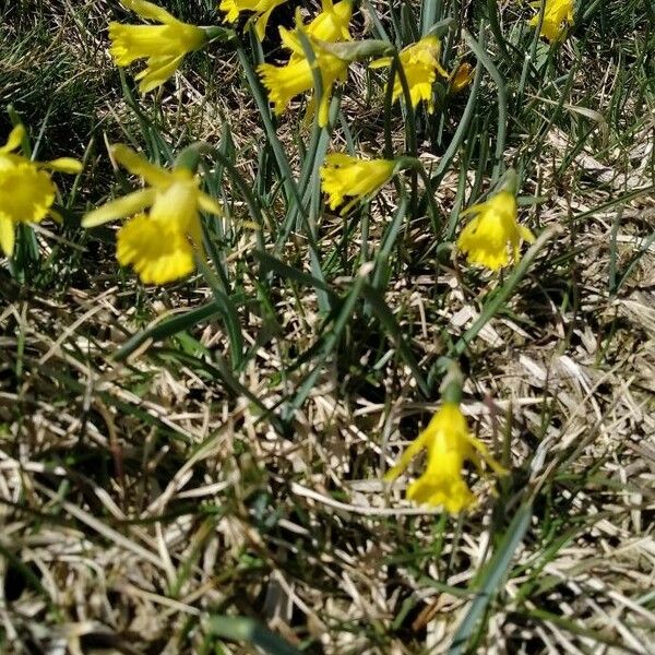 Narcissus cuneiflorus Flower