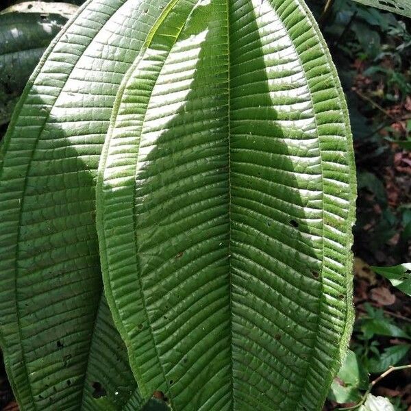 Miconia calvescens Blad