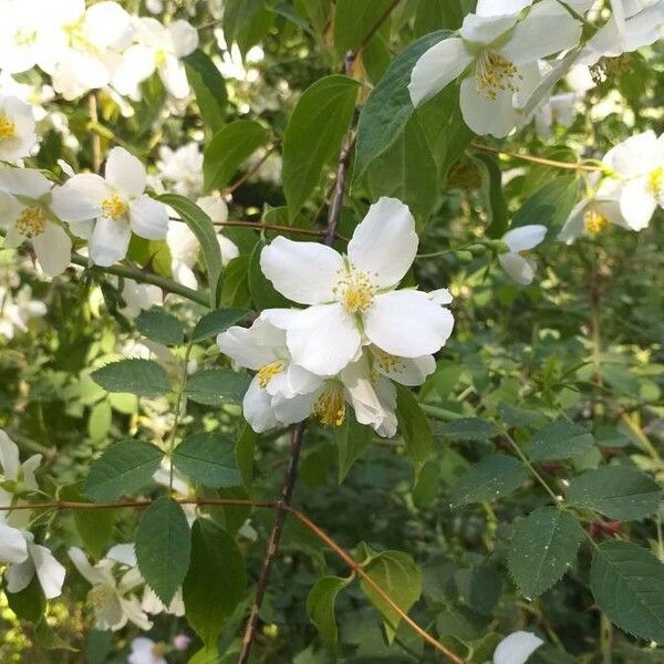 Philadelphus coronarius Flower