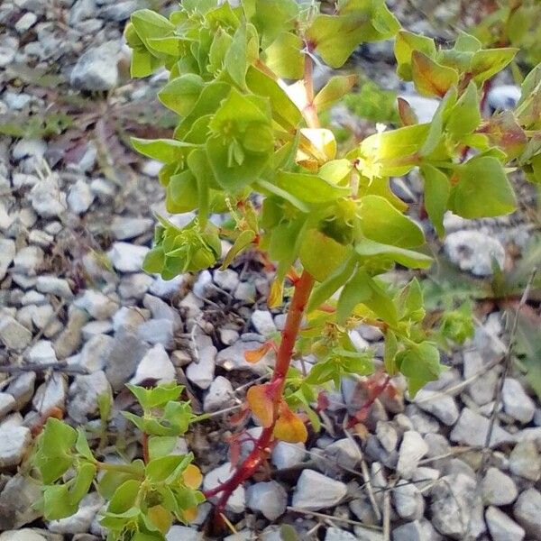 Euphorbia peplus Õis