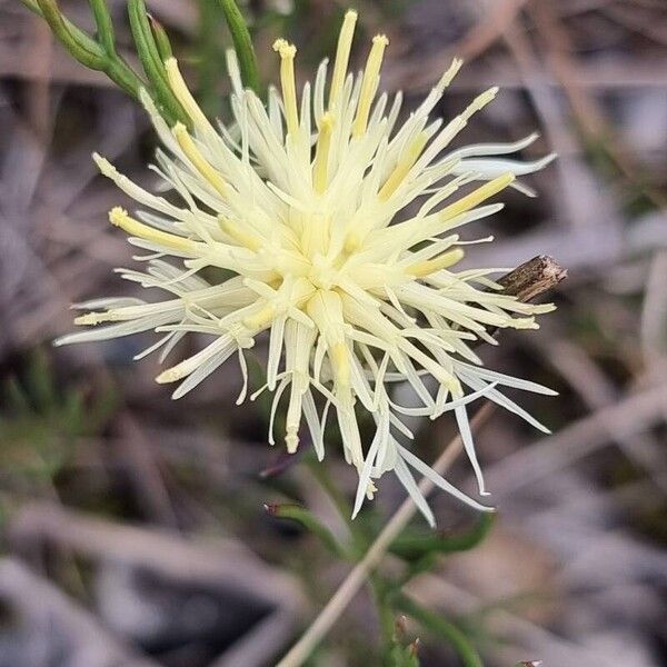 Centaurea dichroantha Fiore