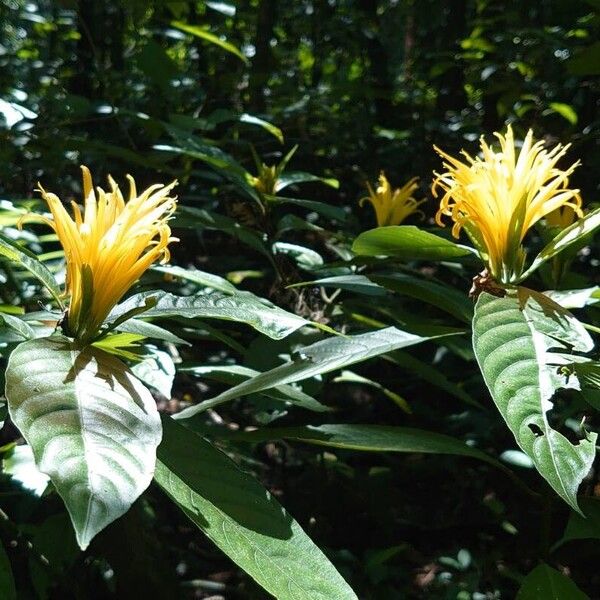 Justicia aurea Floare