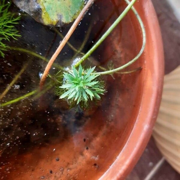 Limnophila indica Blad