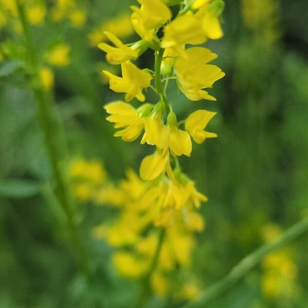 Melilotus officinalis 花