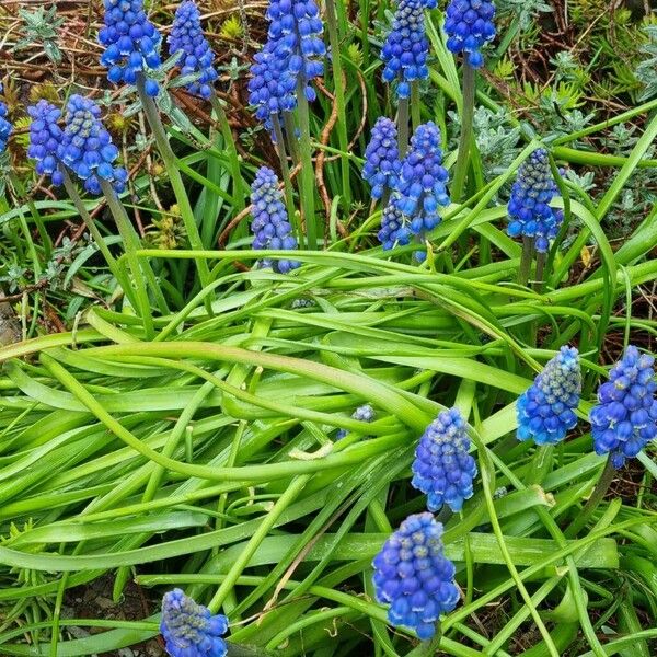 Muscari botryoides Plante entière