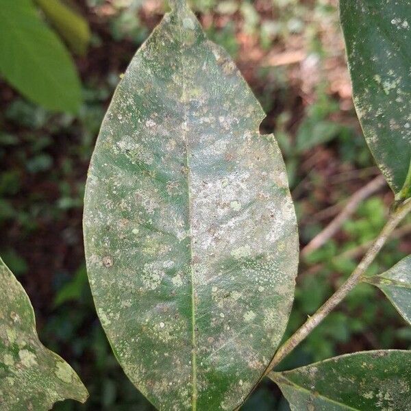 Xylopia aethiopica Blad